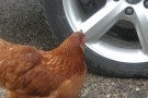Chicken Inspecting Tim's Car